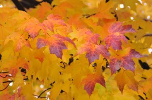 Autumn Leaves Courtesy of Mark Nickerson